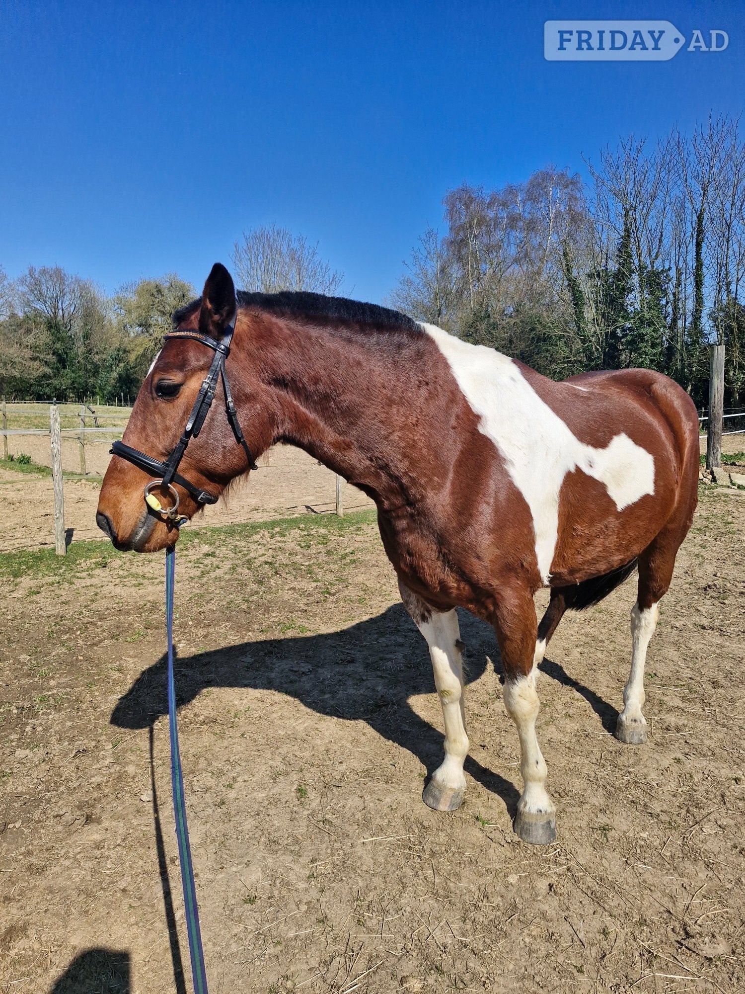 Canterbury "Kaizer" Tri-Coloured Gelding Coloured
