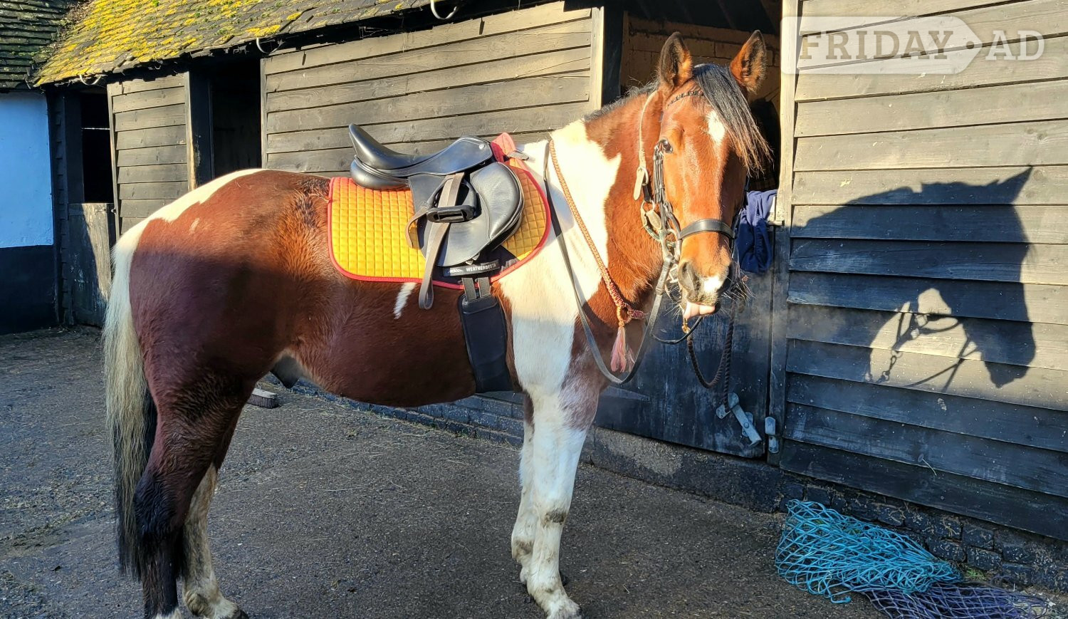 "Kaizer" Tri-Coloured Gelding Coloured - Horses in Canterbury