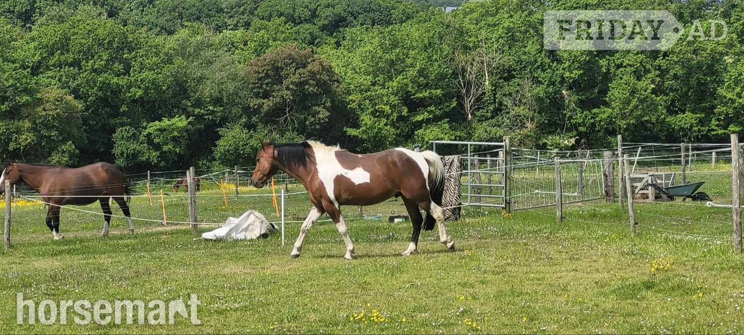 "Kaizer" Tri-Coloured Gelding Coloured - Horses
