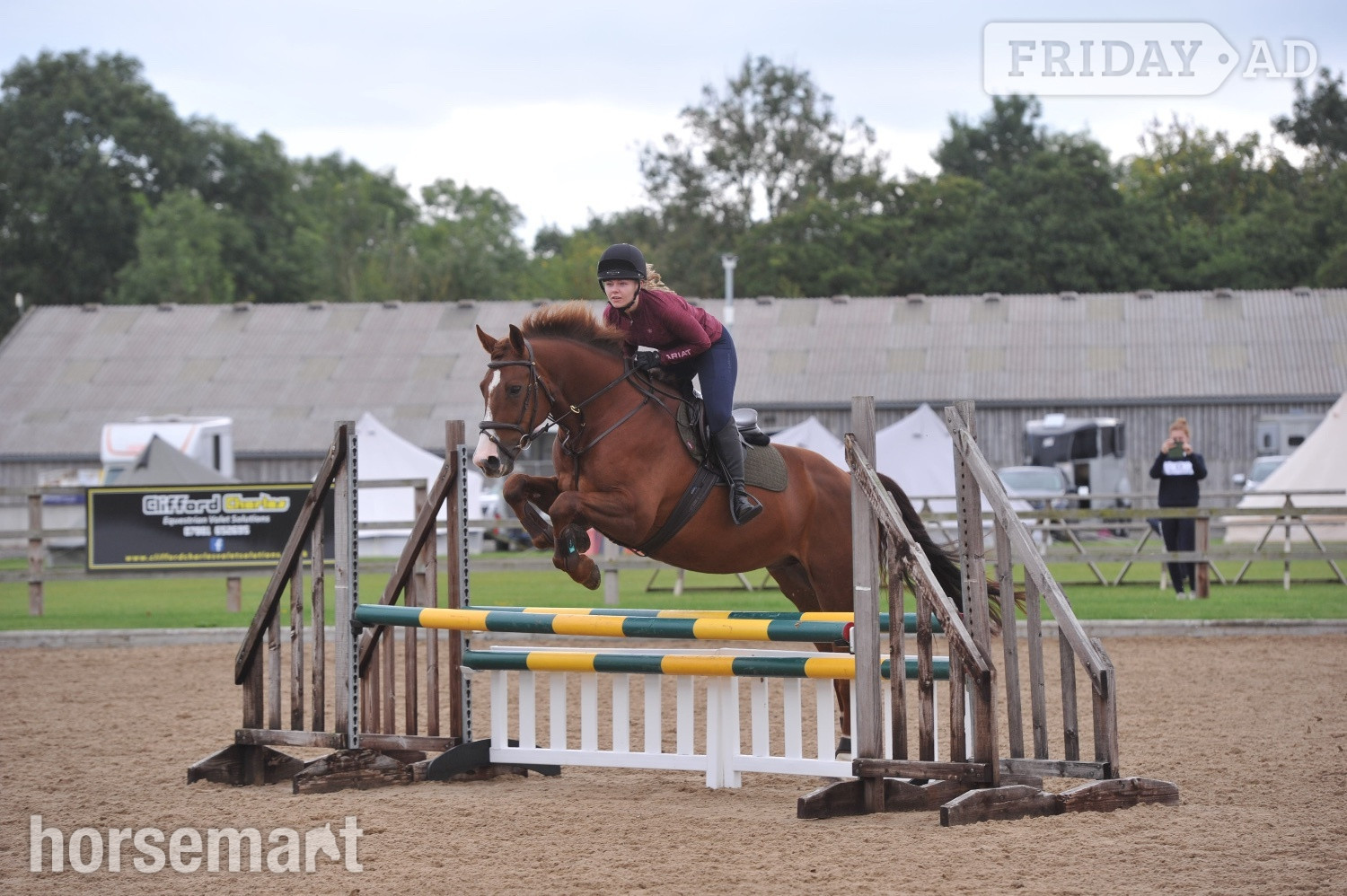 "Jester" Chestnut Gelding All Rounder in Castleton