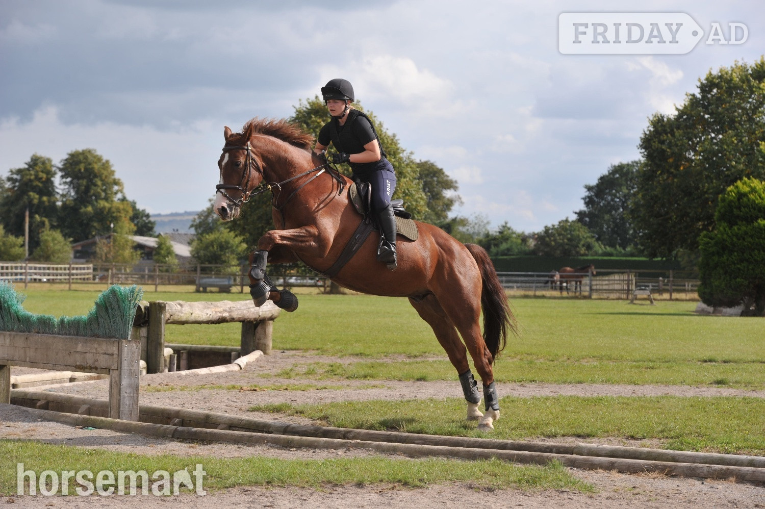 "Jester" Chestnut Gelding All Rounder