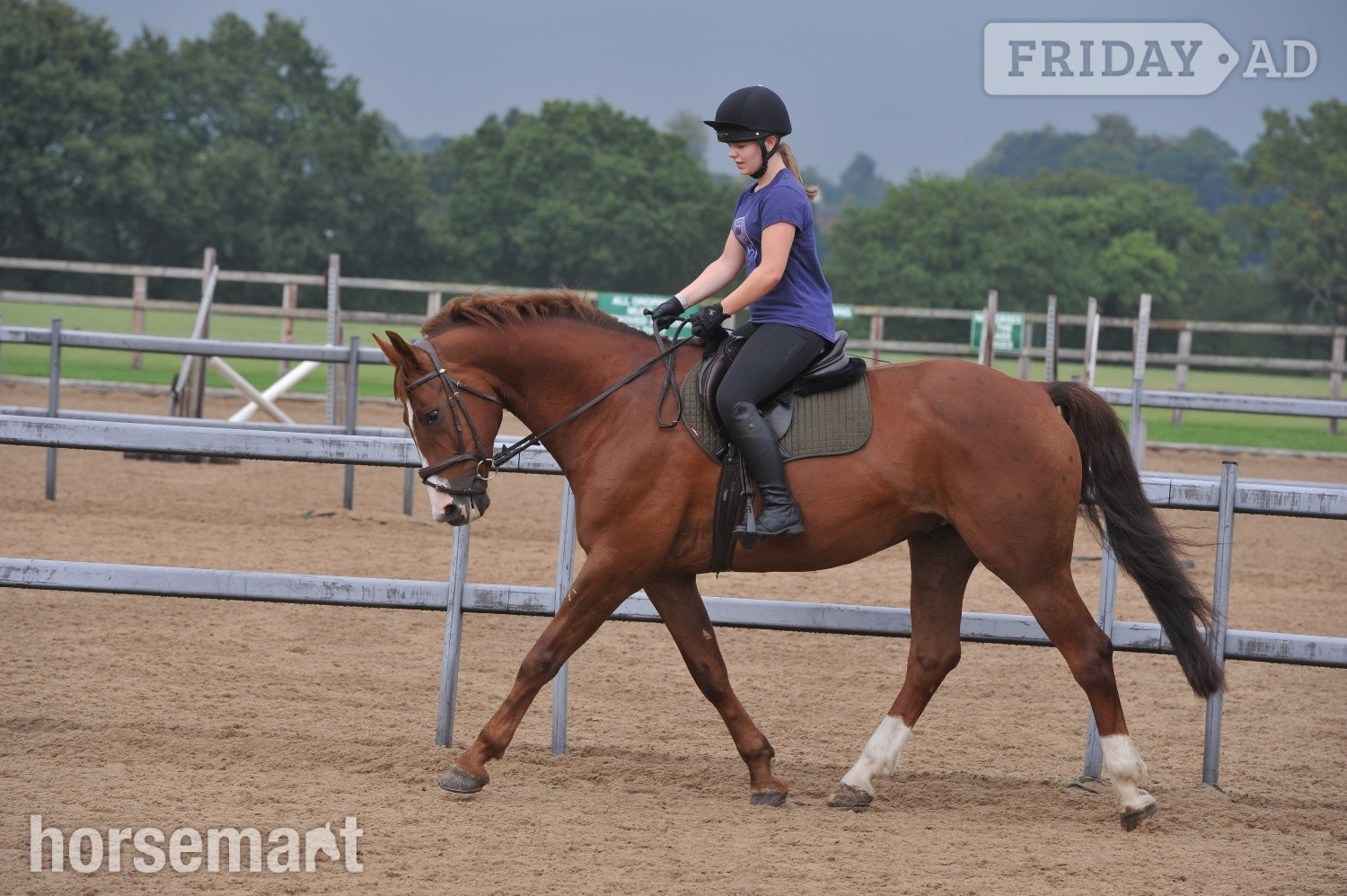 Castleton "Jester" Chestnut Gelding All Rounder