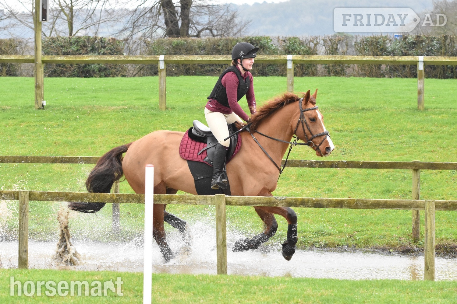 "Jester" Chestnut Gelding All Rounder - Horses in Castleton