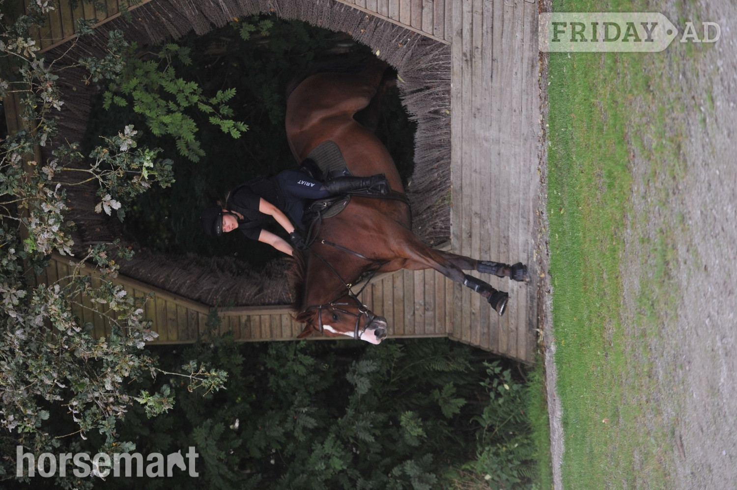 "Jester" Chestnut Gelding All Rounder - Horses