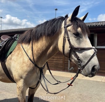 "Suzy " Dun Mare All Rounder