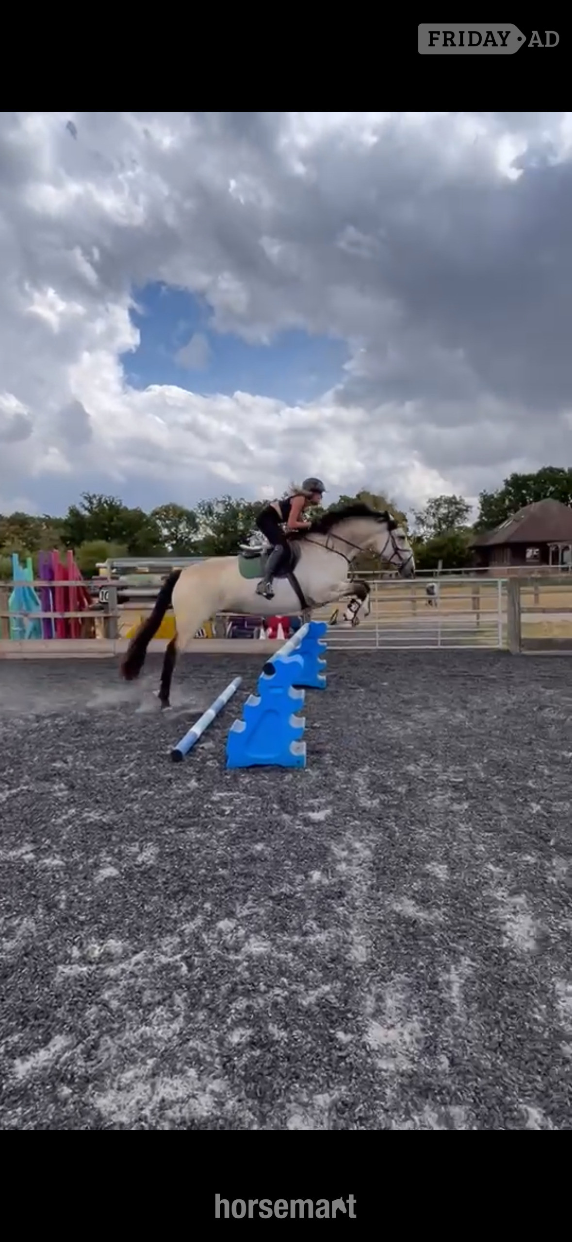 "Suzy " Dun Mare All Rounder