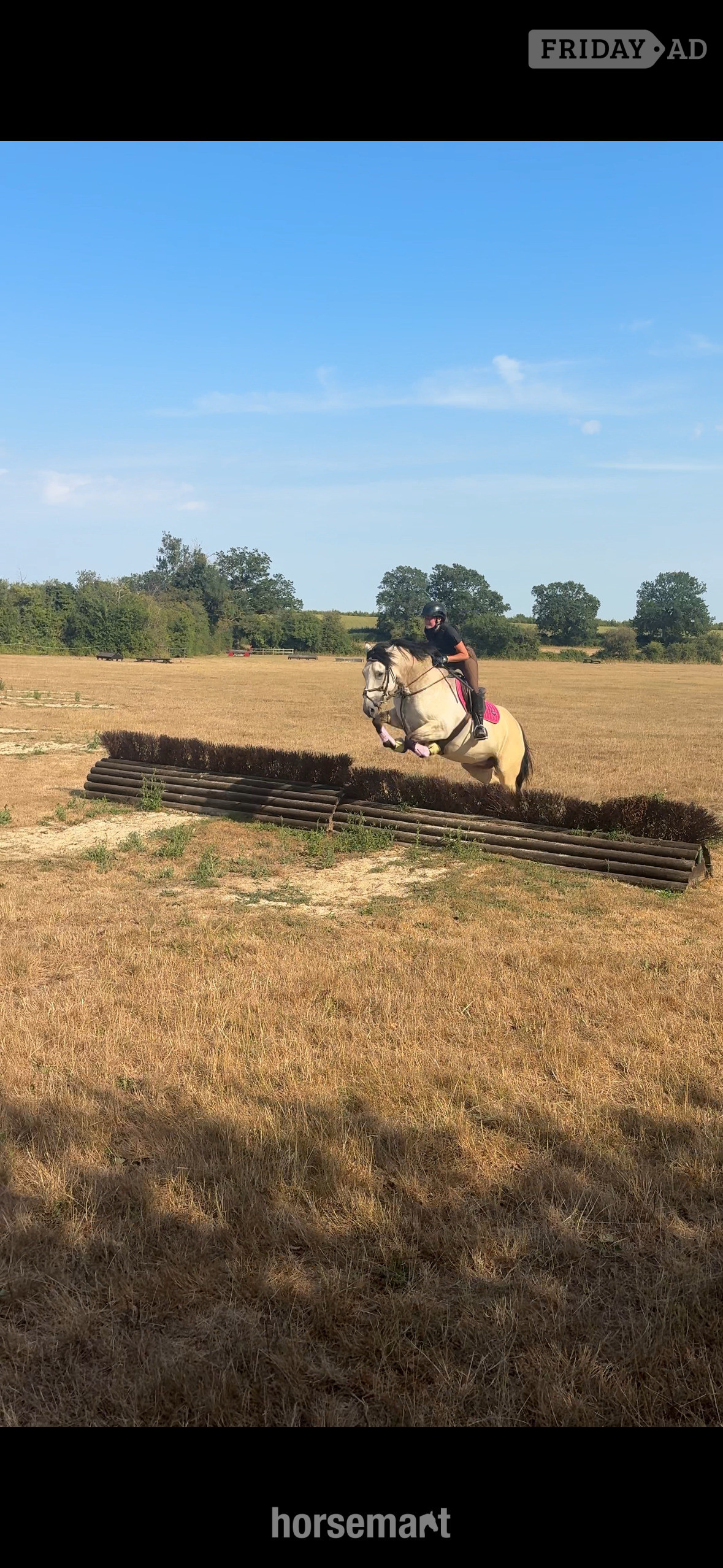 Ashford "Suzy " Dun Mare All Rounder