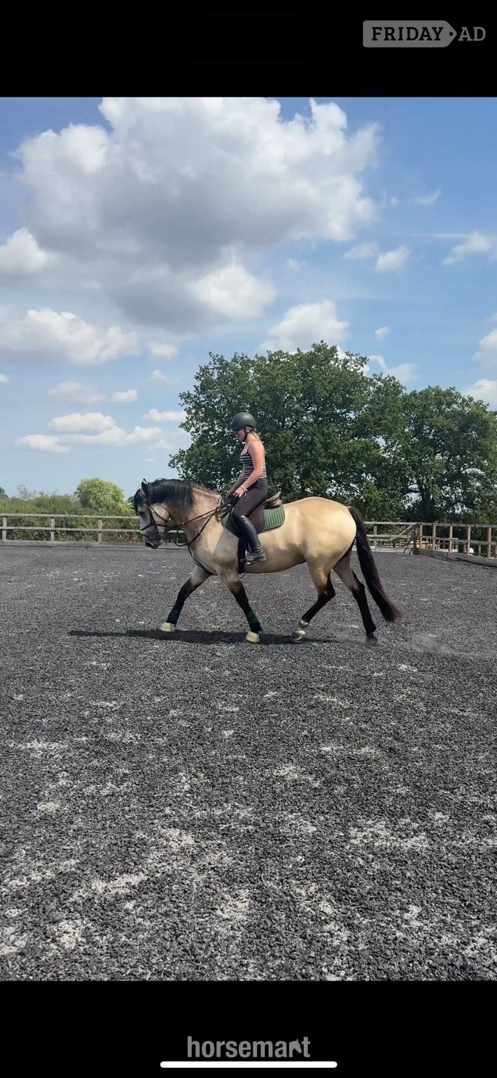 "Suzy " Dun Mare All Rounder - Horses in Ashford