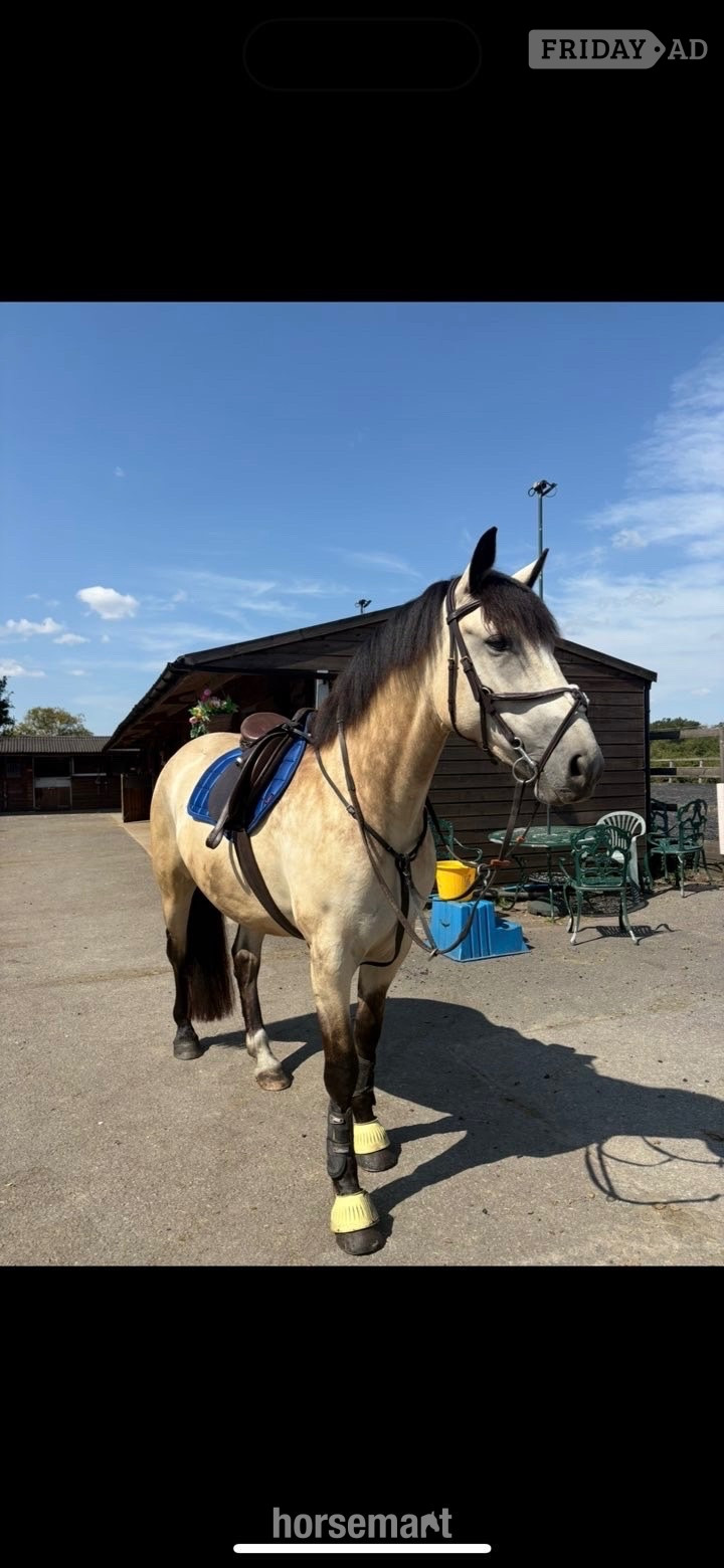 "Suzy " Dun Mare All Rounder - Horses