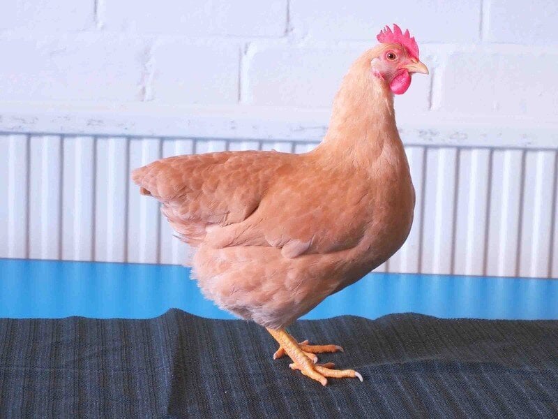 Bantams for sale