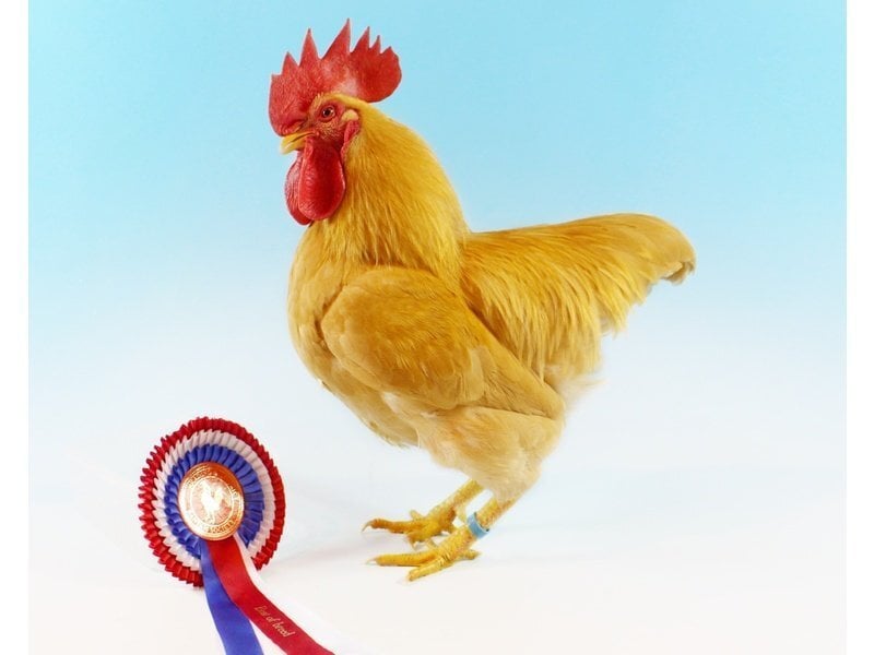 Stonehouses Bantams for sale