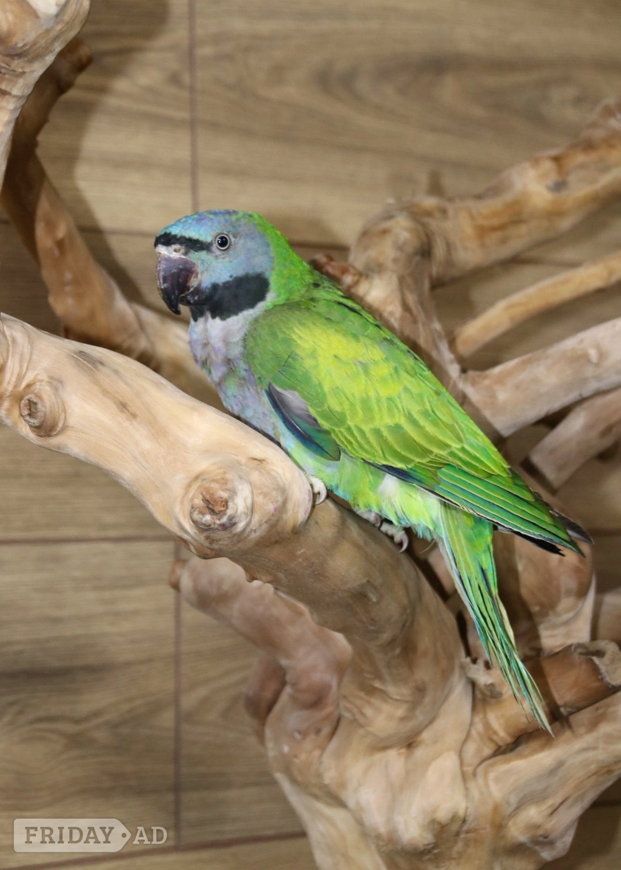 Baby Derbyen Talking Parrot in Birmingham