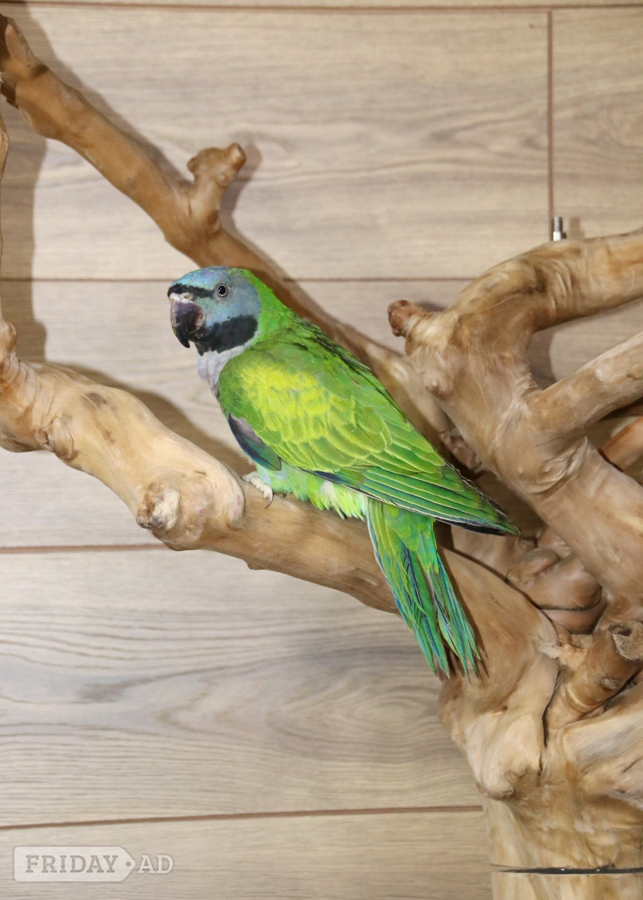 Baby Derbyen Talking Parrot