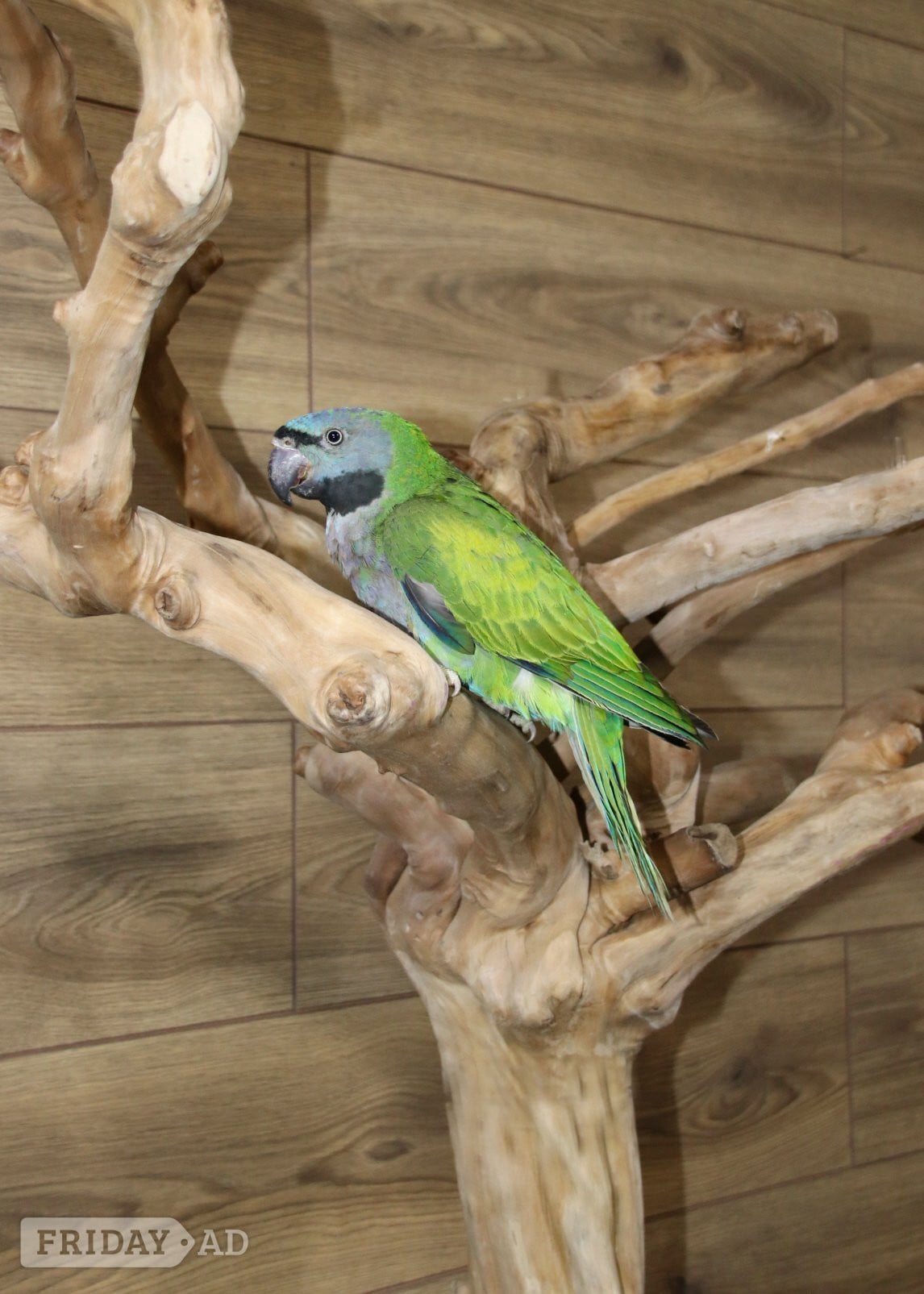 Birmingham Baby Derbyen Talking Parrot
