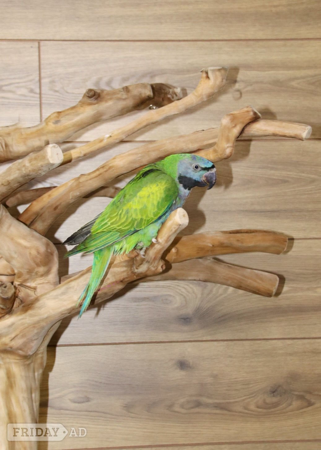 Baby Derbyen Talking Parrot - Birds in Birmingham