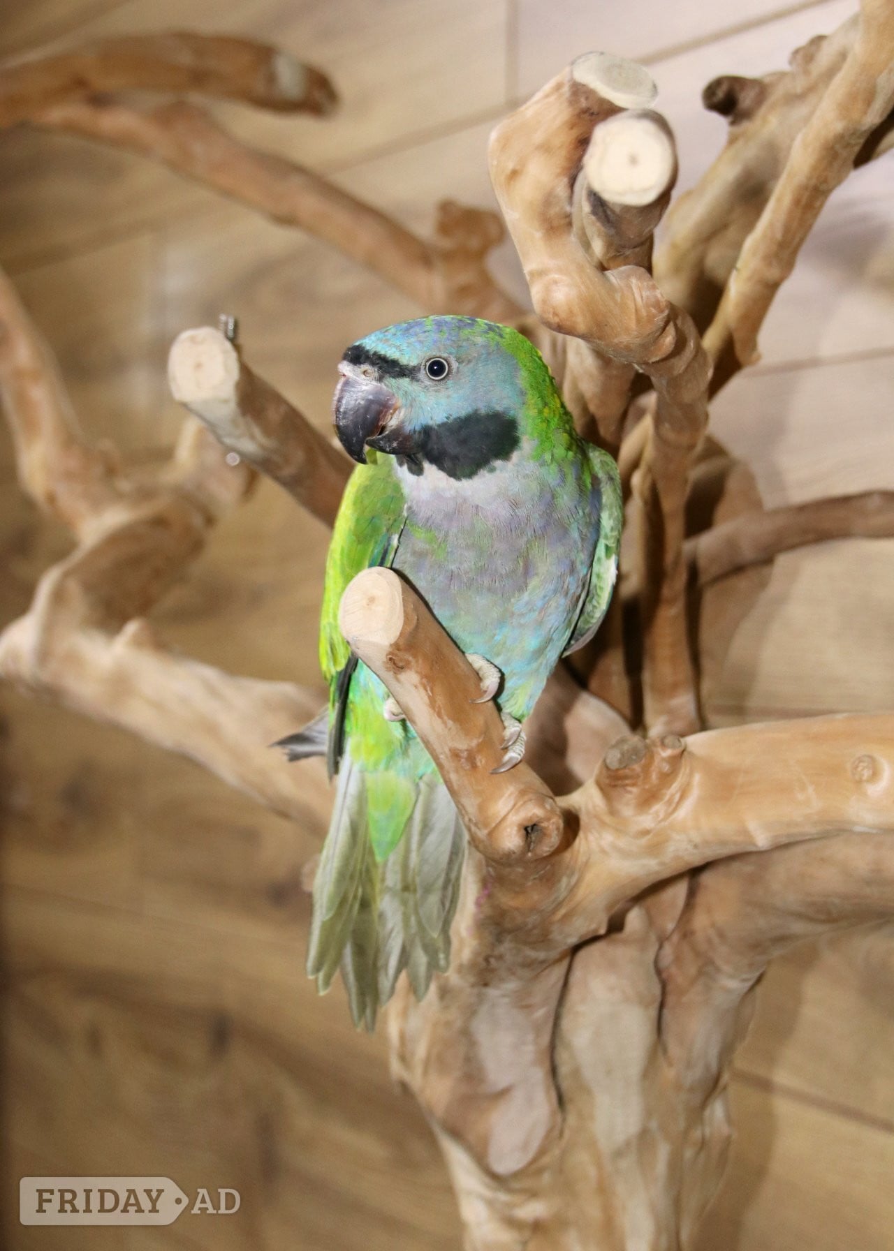 Baby Derbyen Talking Parrot - Birds