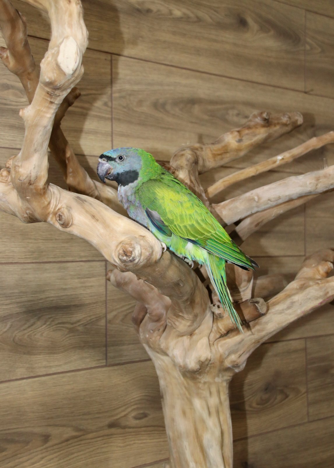 Birmingham Baby Derbyen Talking Parrot