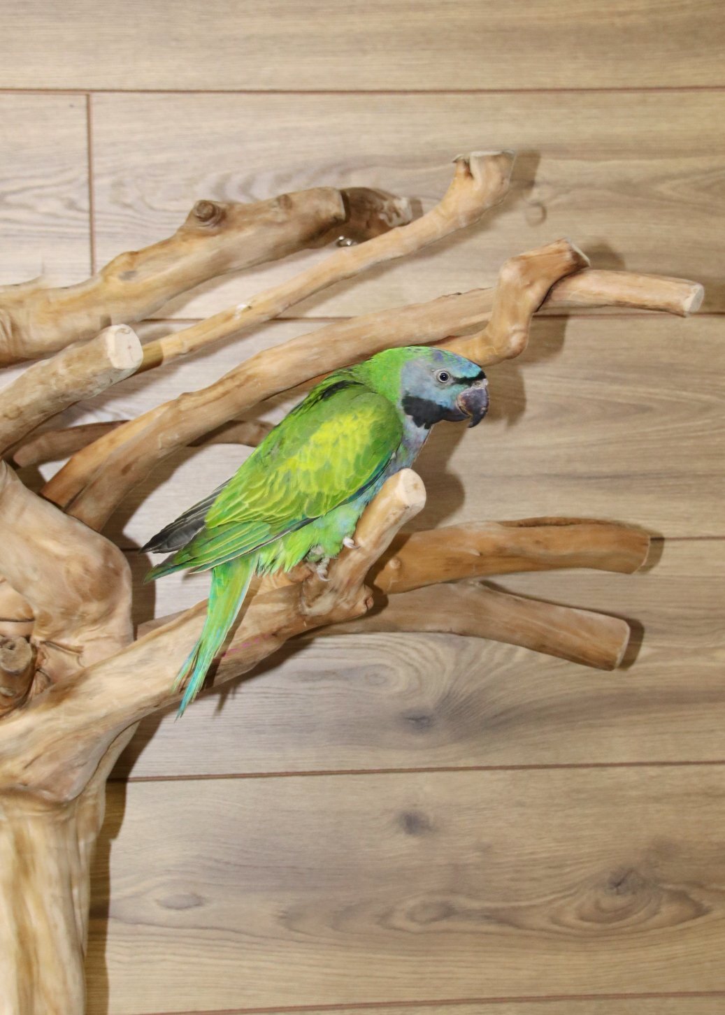Baby Derbyen Talking Parrot - Birds in Birmingham