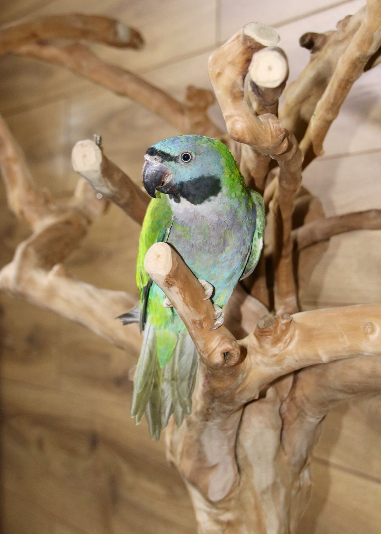Baby Derbyen Talking Parrot - Birds