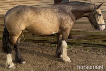 "Lola" Buckskin Mare Cob/Heavy Horse
