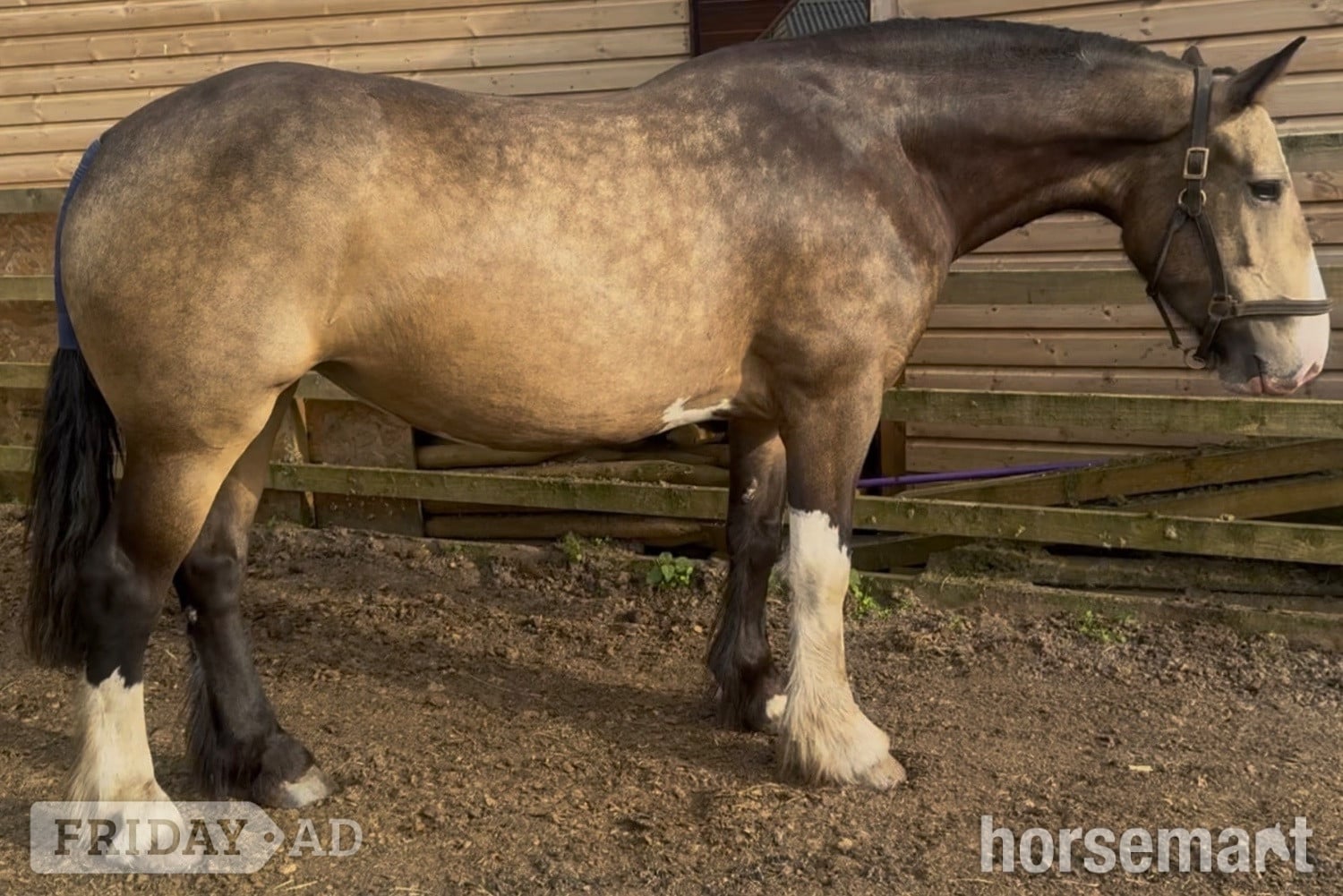 "Lola" Buckskin Mare Cob/Heavy Horse in Darwen