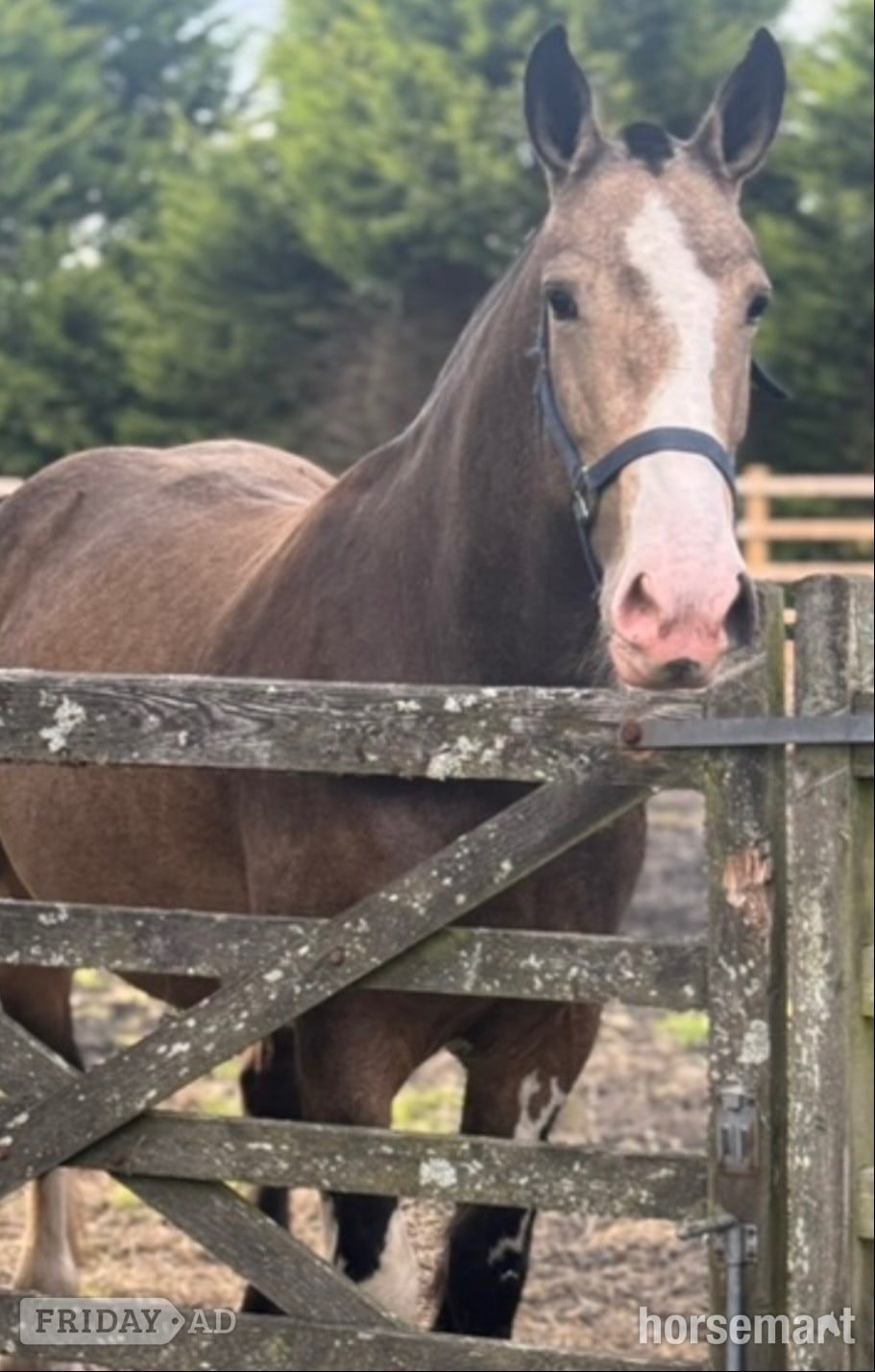 "Lola" Buckskin Mare Cob/Heavy Horse