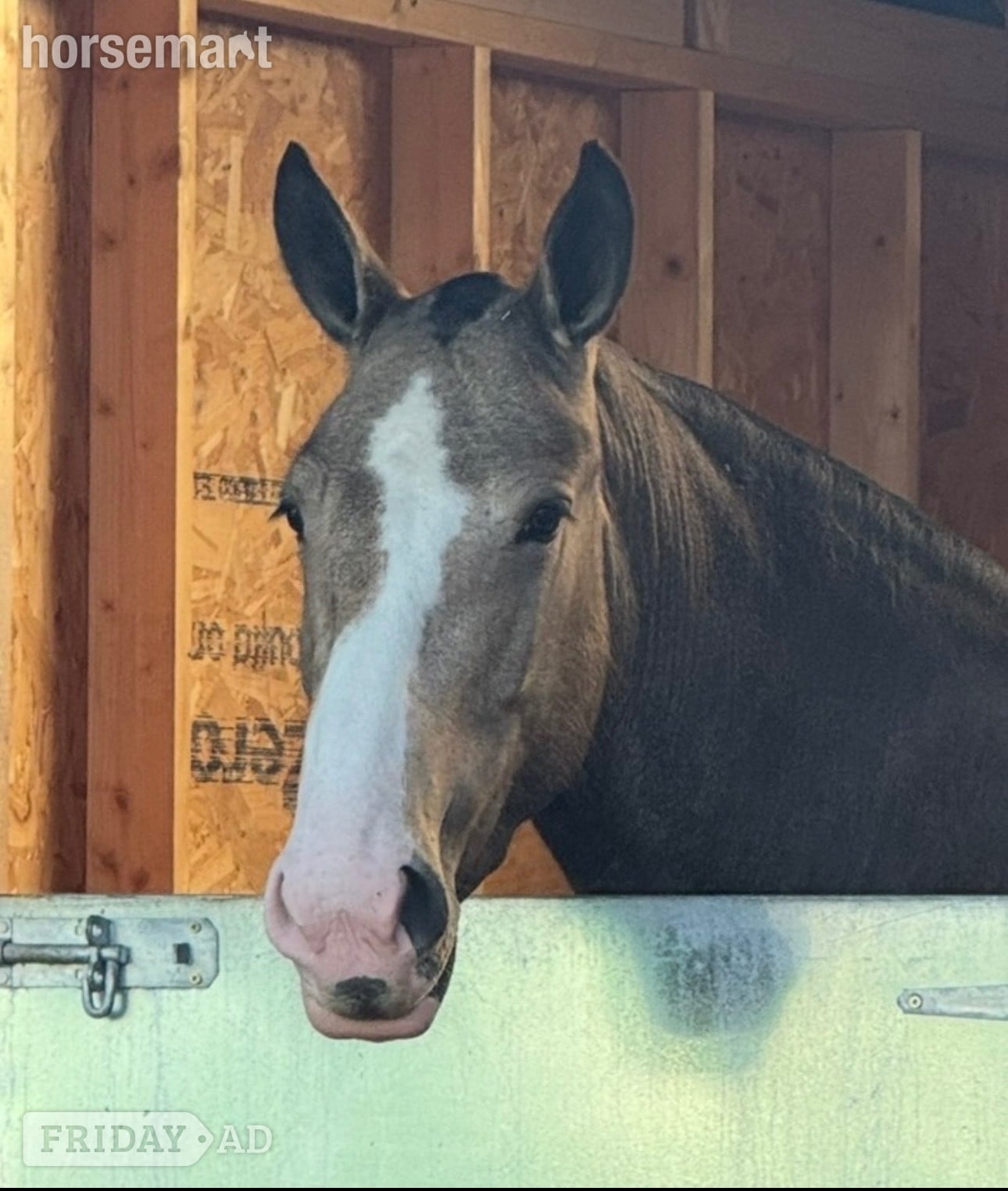 Darwen "Lola" Buckskin Mare Cob/Heavy Horse