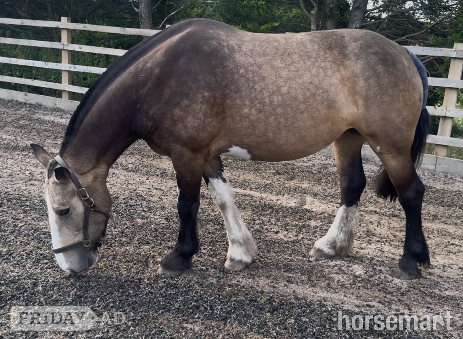 "Lola" Buckskin Mare Cob/Heavy Horse - Horses in Darwen