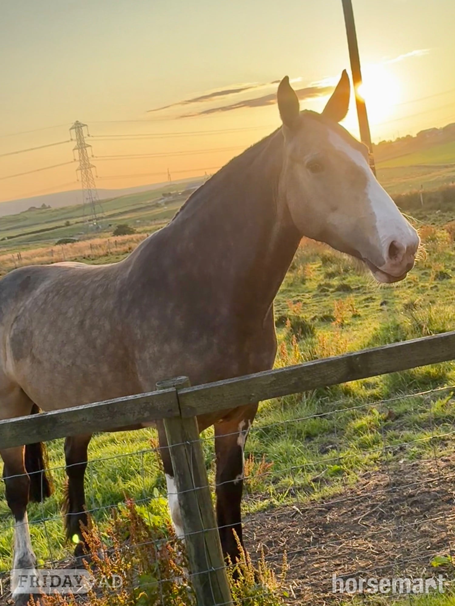 "Lola" Buckskin Mare Cob/Heavy Horse - Horses