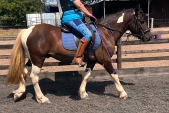 "Cob x American paint Gelding" Piebald Gelding Coloured