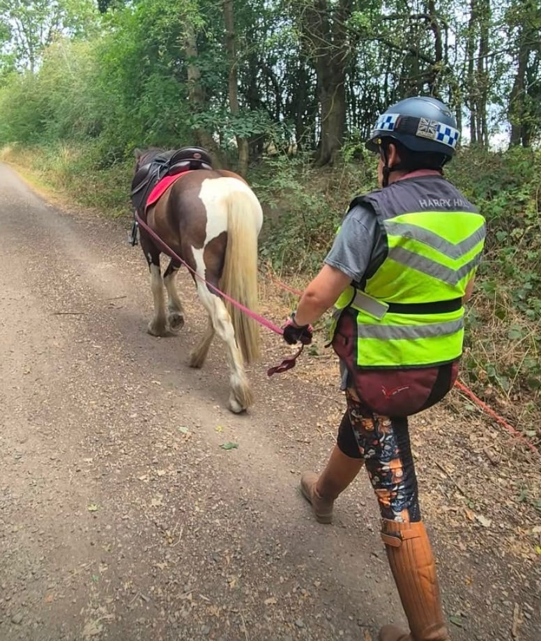 "Cob x American paint Gelding" Piebald Gelding Coloured