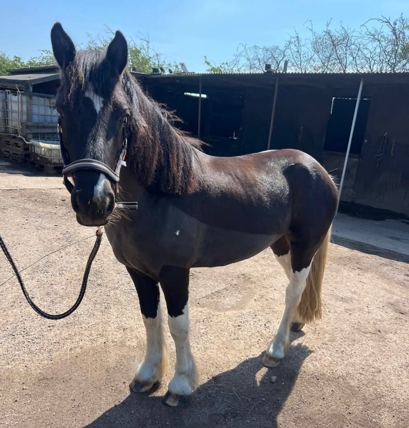 Clowne "Cob x American paint Gelding" Piebald Gelding Coloured