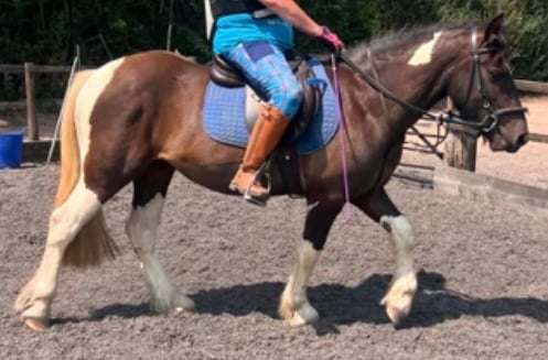 "Cob x American paint Gelding" Piebald Gelding Coloured - Horses in Clowne