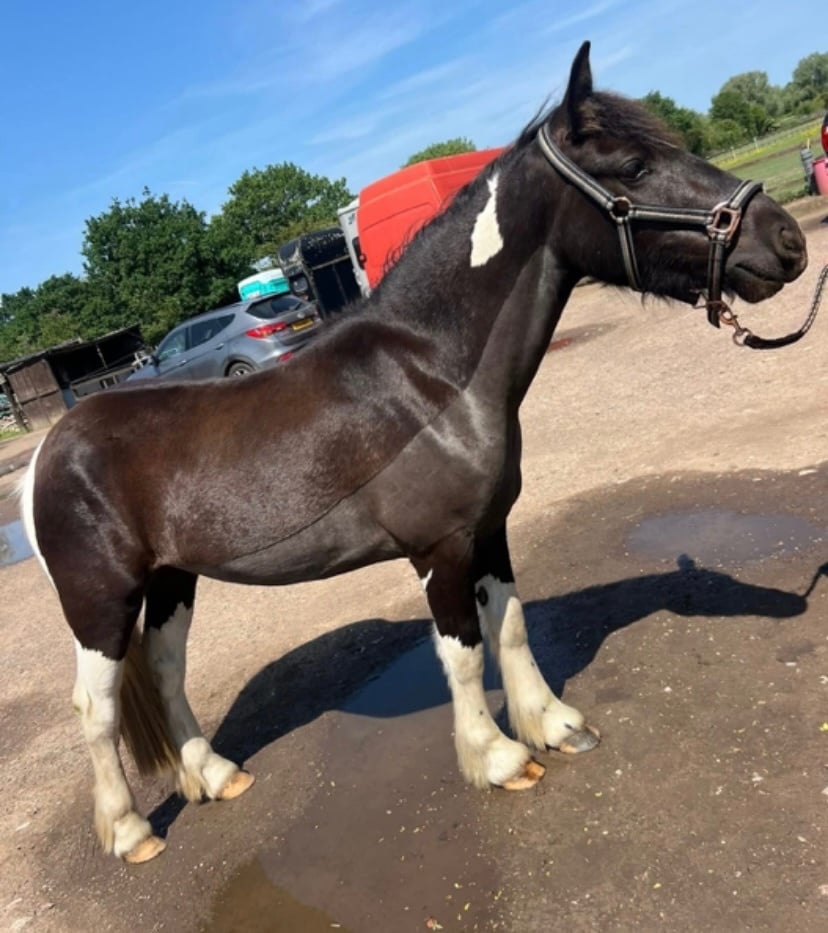 "Cob x American paint Gelding" Piebald Gelding Coloured - Horses