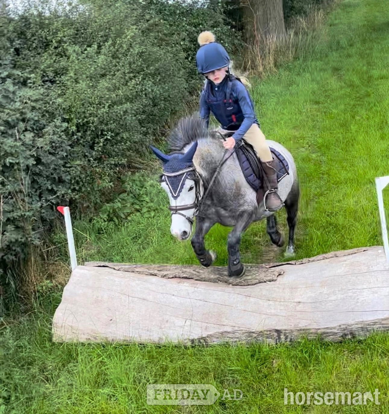 Chesham "Princess pepper" Blue Roan Mare All Rounder