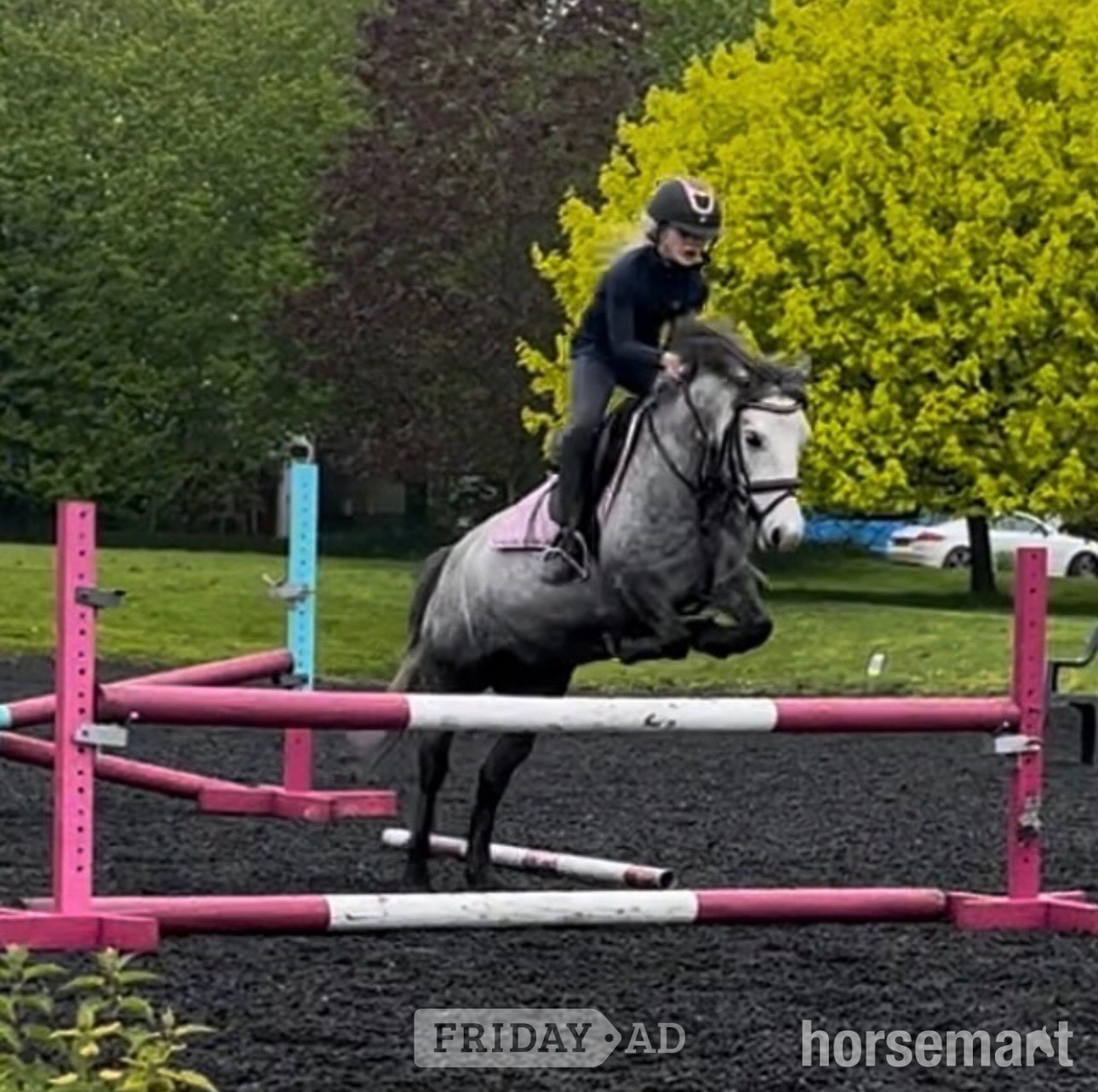 "Princess pepper" Blue Roan Mare All Rounder