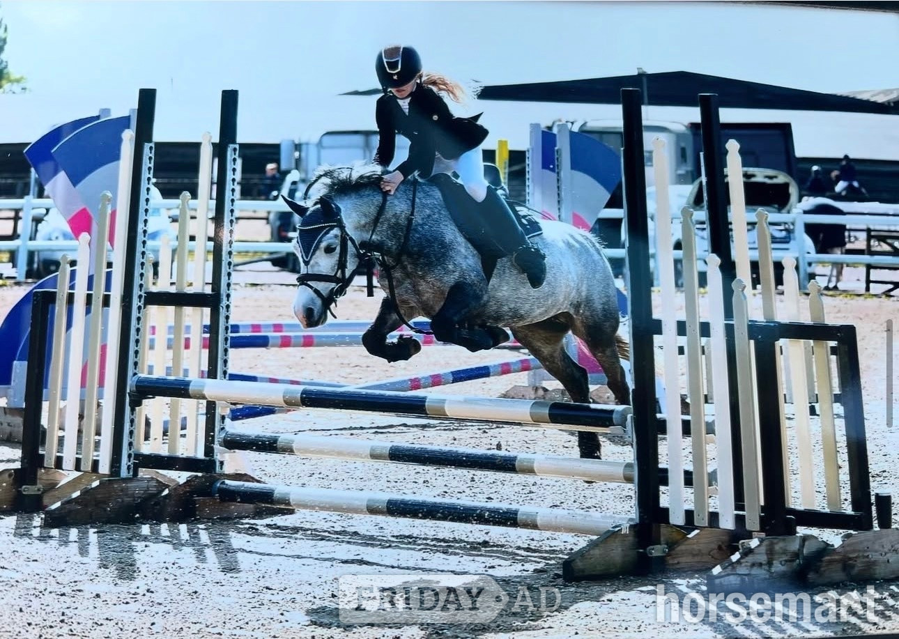"Princess pepper" Blue Roan Mare All Rounder in Chesham
