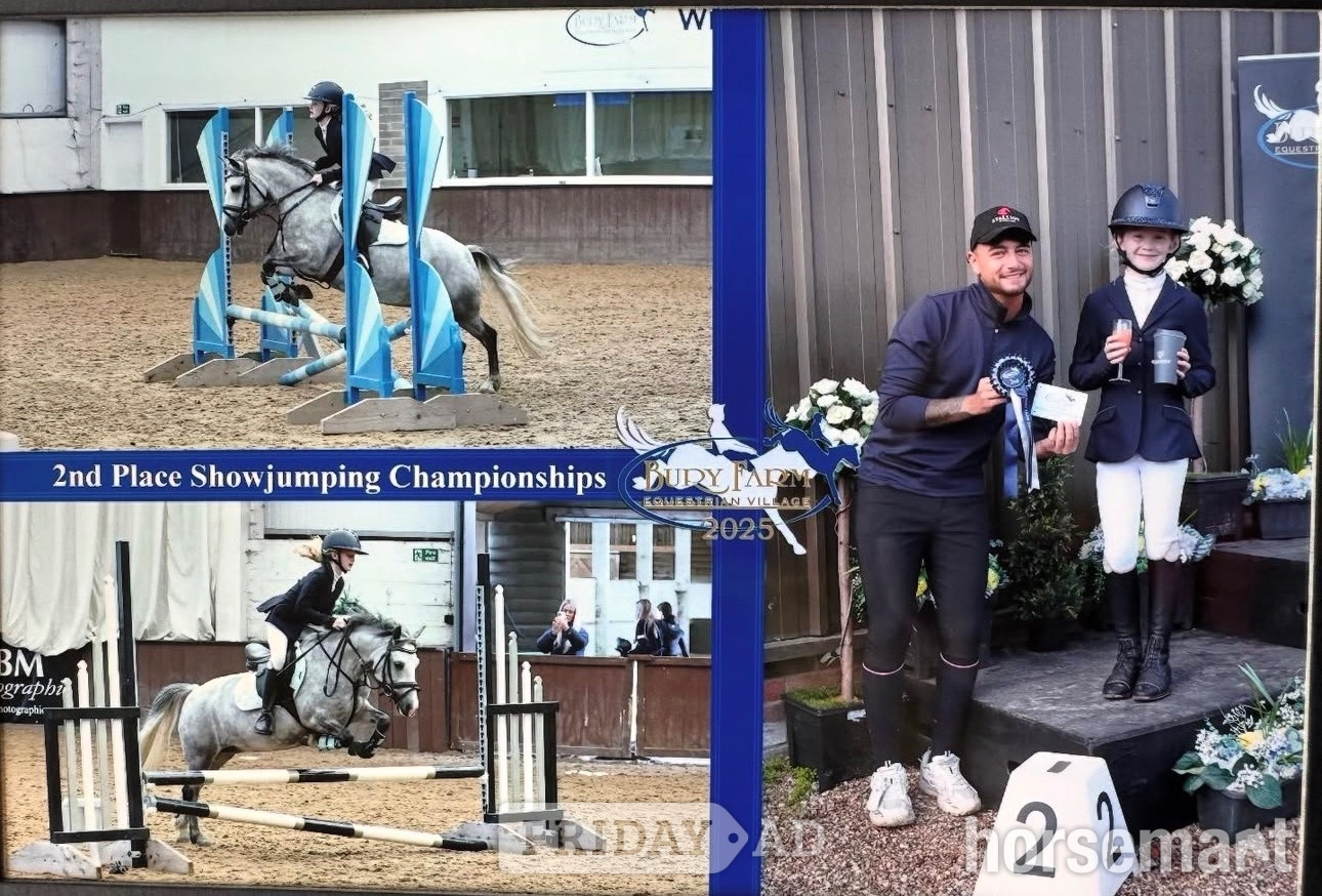 "Princess pepper" Blue Roan Mare All Rounder - Horses