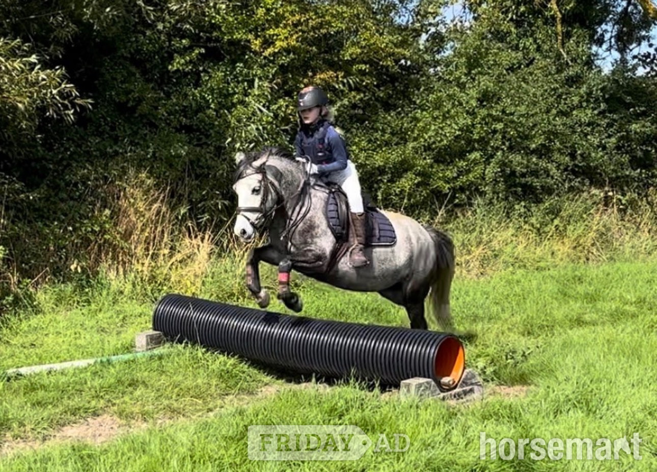"Princess pepper" Blue Roan Mare All Rounder - Horses in Chesham