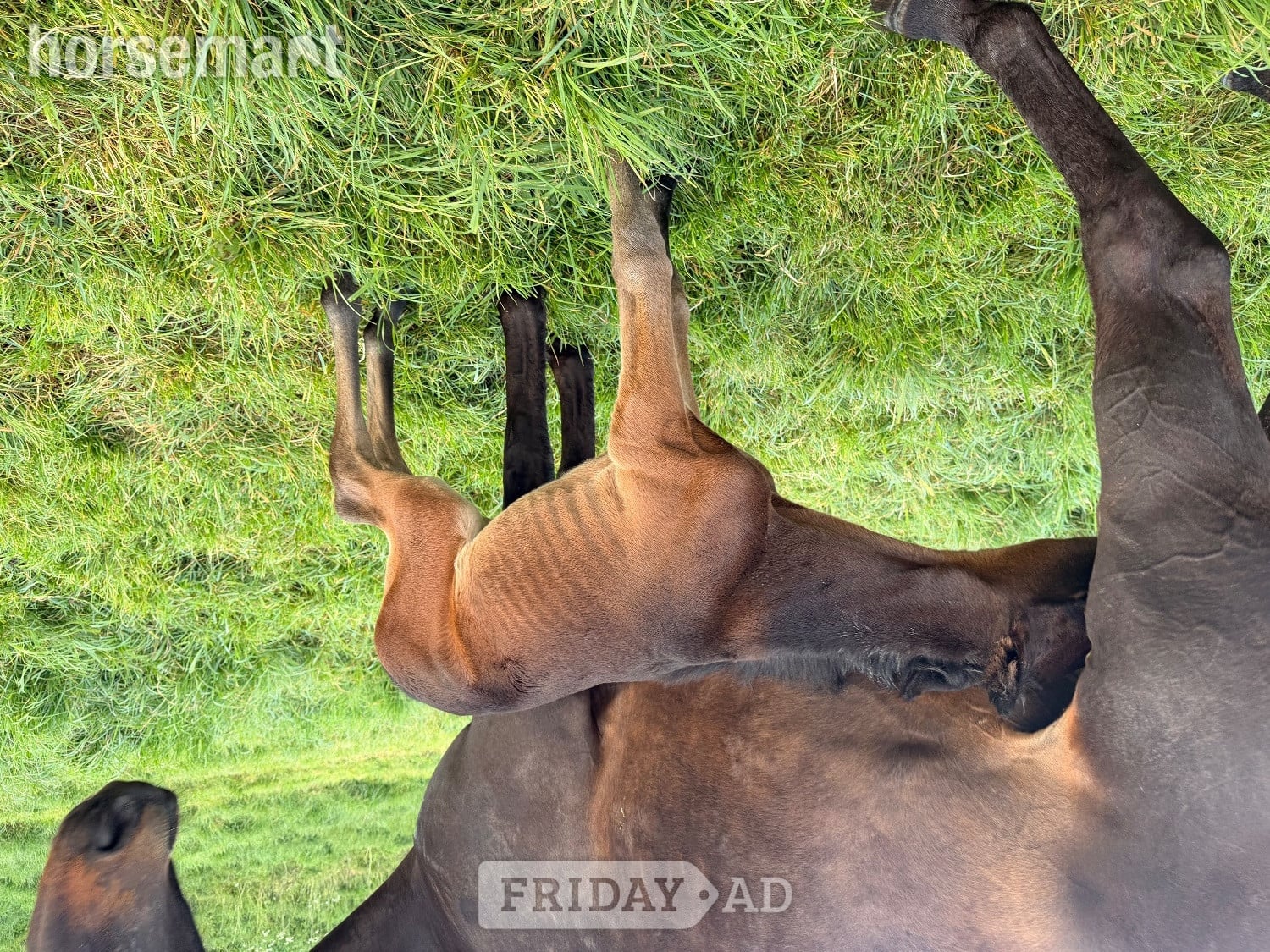 "Feuille de lune" Bay Mare Broodmare - Horses