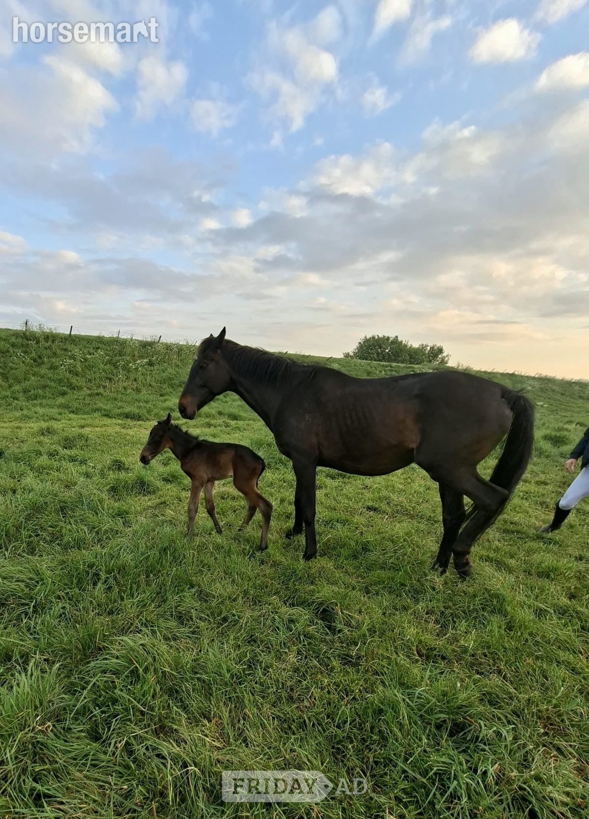 Peterborough "Feuille de lune" Bay Mare Broodmare
