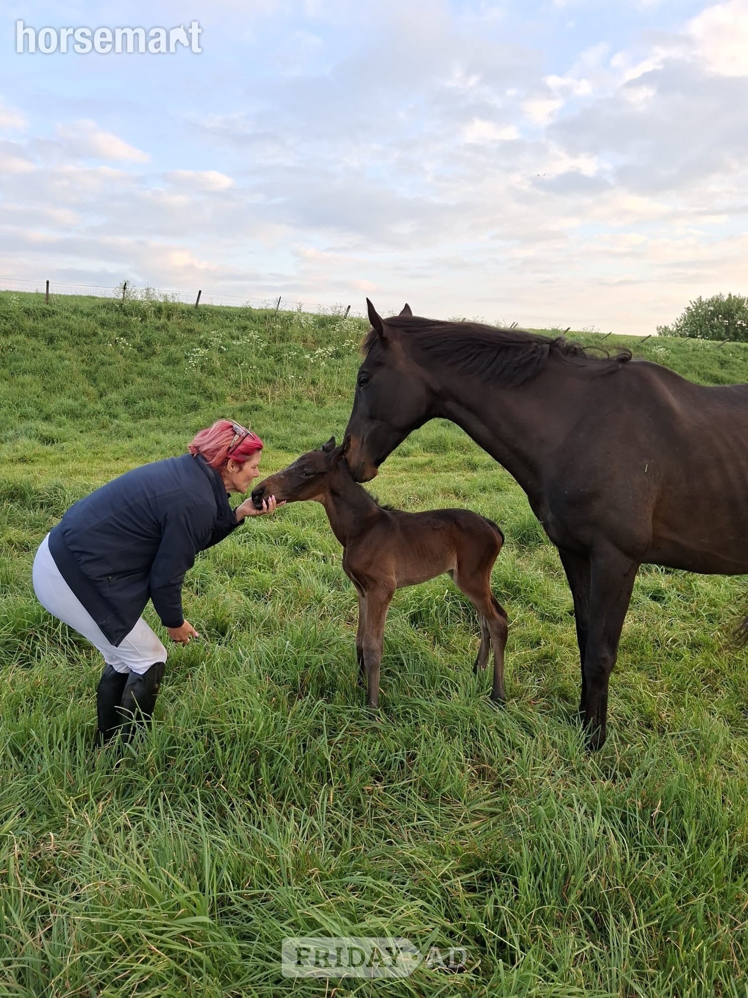 "Feuille de lune" Bay Mare Broodmare