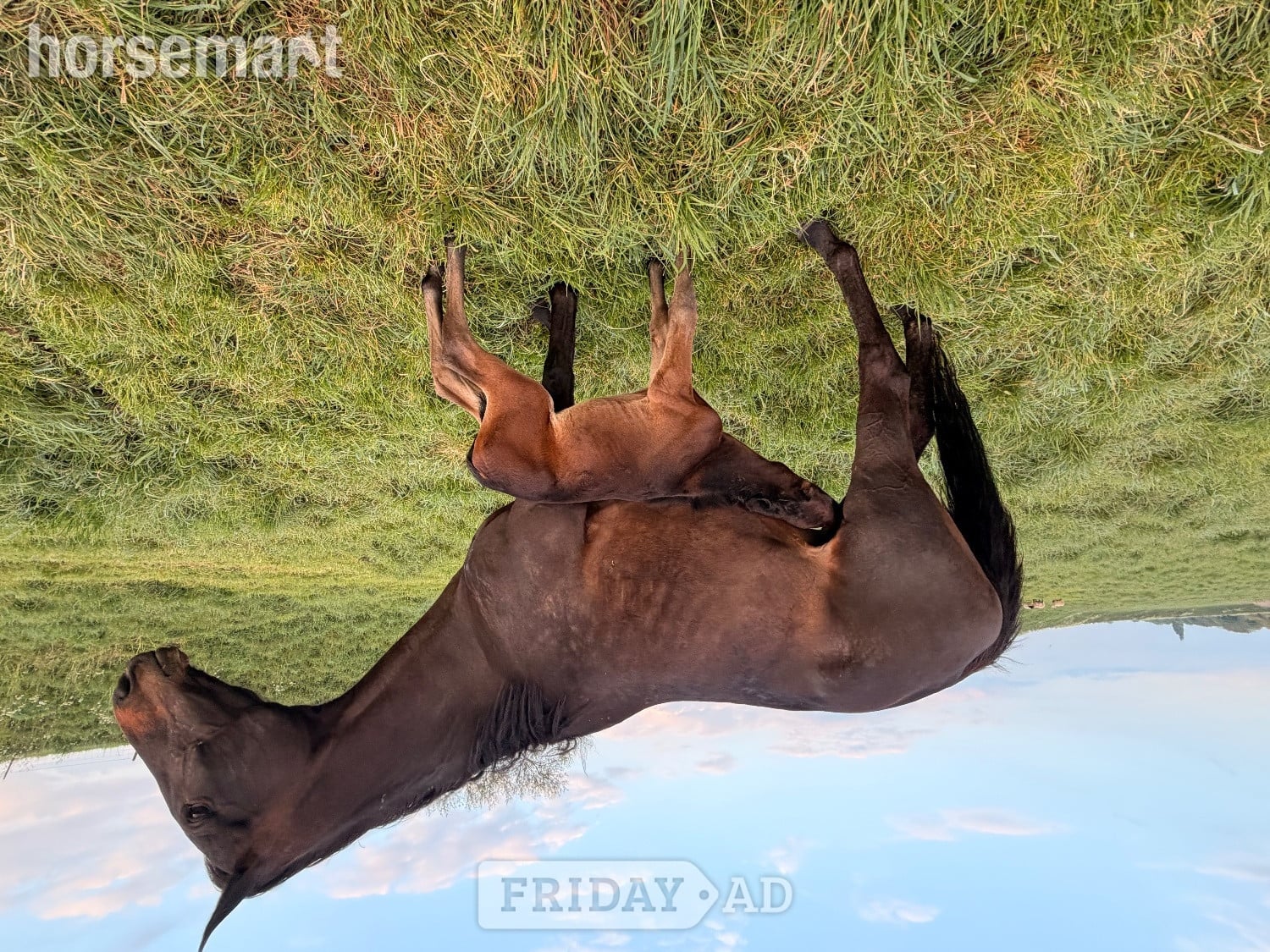 "Feuille de lune" Bay Mare Broodmare - Horses in Peterborough