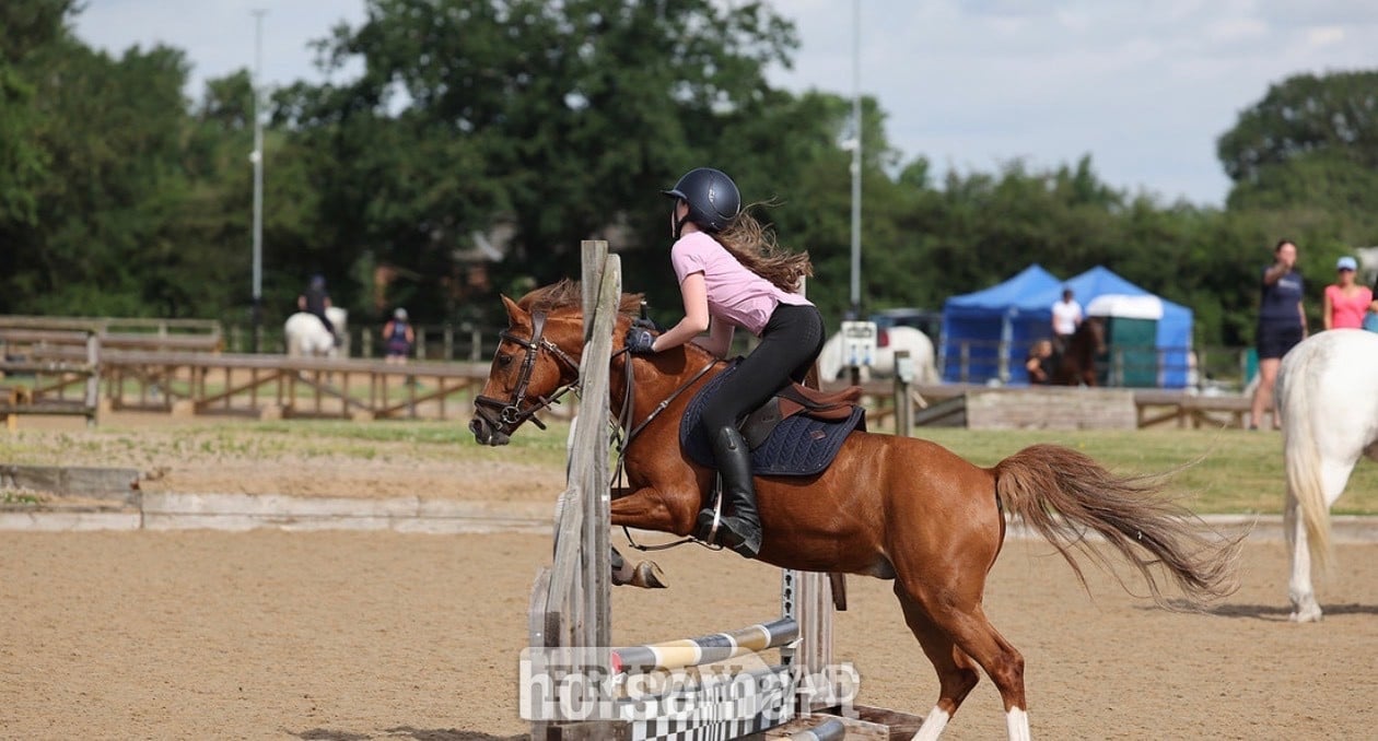 "Cracker" Chestnut Gelding All Rounder in Widnes