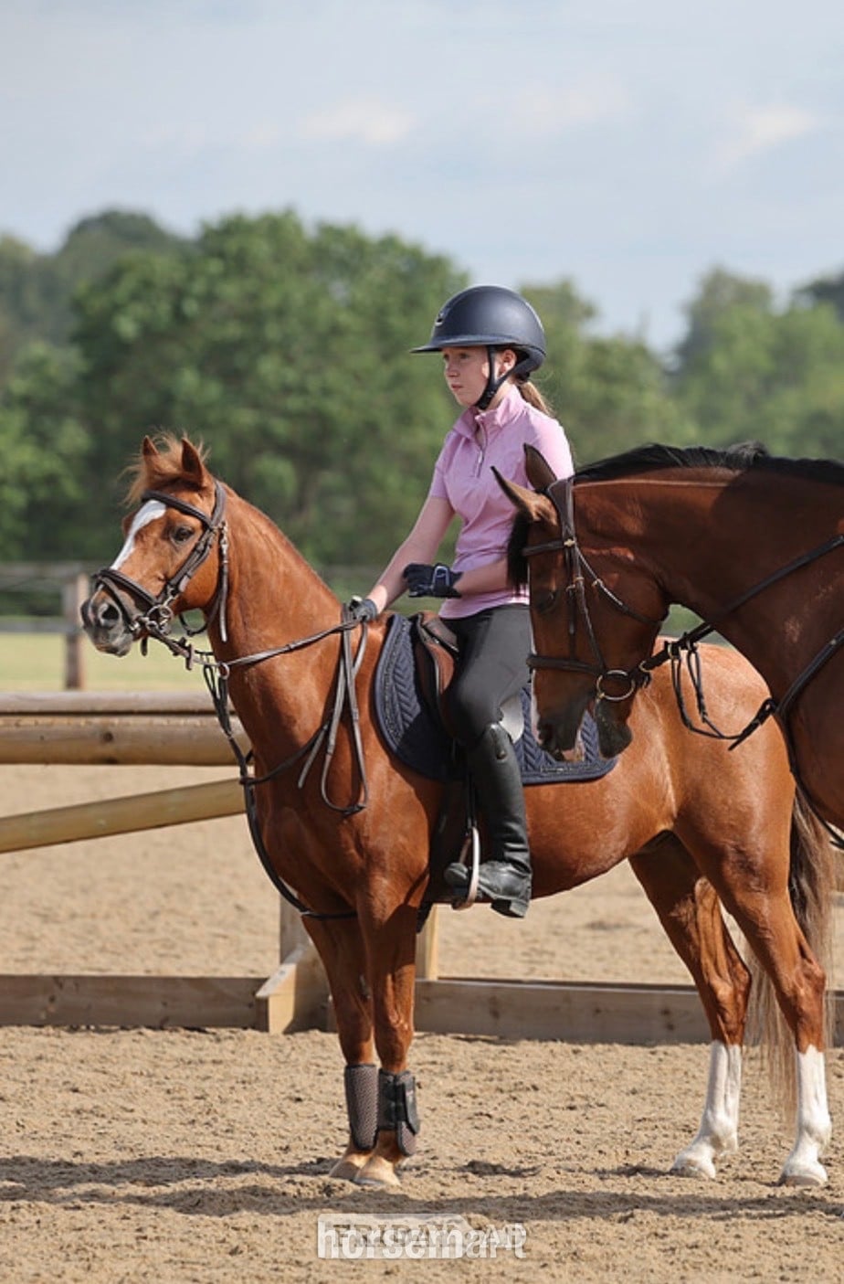 "Cracker" Chestnut Gelding All Rounder