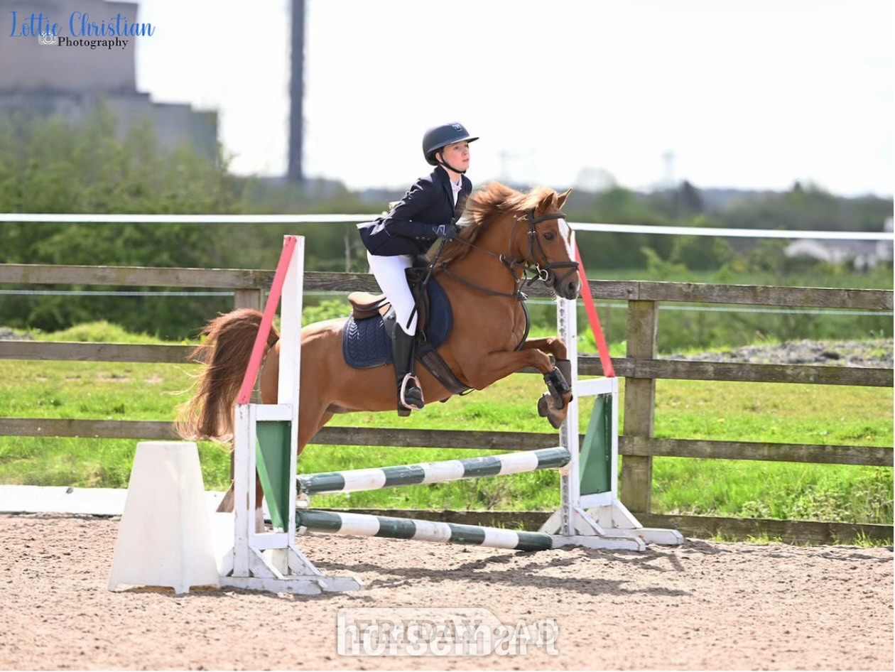 "Cracker" Chestnut Gelding All Rounder - Horses