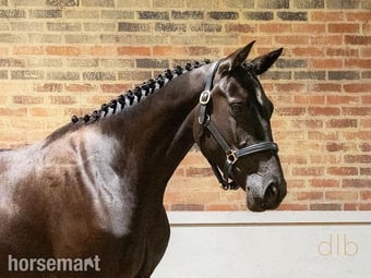 "JDS GLANZETTI " Black Mare Dressage Horse