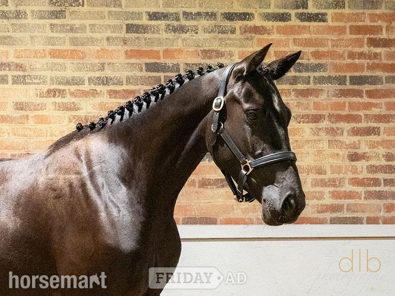 "JDS GLANZETTI " Black Mare Dressage Horse in Whitchurch