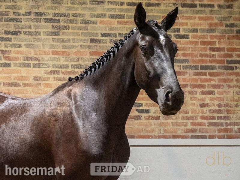 "JDS GLANZETTI " Black Mare Dressage Horse