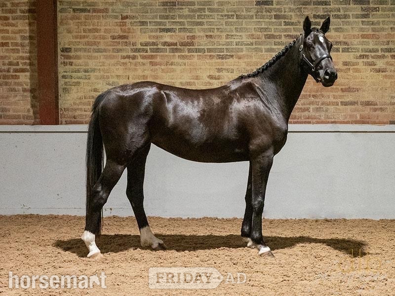 Whitchurch "JDS GLANZETTI " Black Mare Dressage Horse